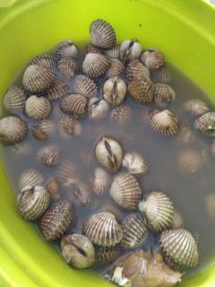 Foto resep Kerang dara rebus