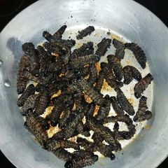 A picture of Mopani worms.