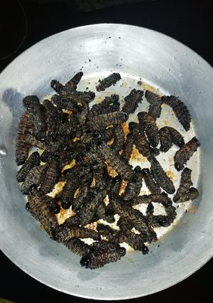 A picture of Mopani worms.