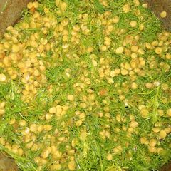A picture of Soya Chana dal.