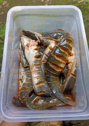 Foto resep Lele marinasi 5 menit