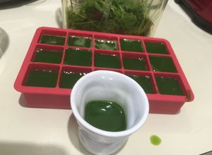 Una foto de Extracto de pasto de trigo (wheatgrass)