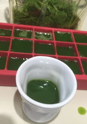 Una foto de Extracto de pasto de trigo (wheatgrass)