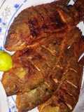 سمك بلطي محمر