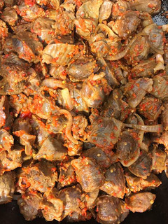A picture of Peppered Gizzard.