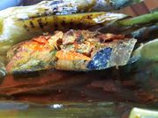 Gambar pepes ikan cakalang