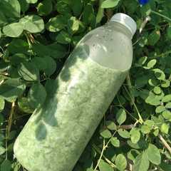 รูปของ Es lumut daun kelor