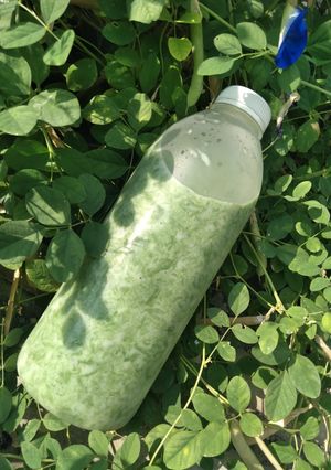 Foto resep Es lumut daun kelor