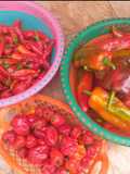 Storage of Shambo, Scotch bonnet and Pepper 🌶🌶🌶