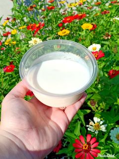 Foto resep Milky Pudding