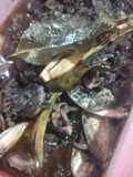Baby sotong / blekutak