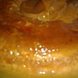 Flan casero básico