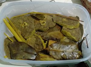 Foto resep Paru Ukep Simple pakai "Bumbu Racik ikan goreng"