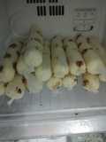 Es lilin susu choki2