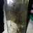 Aceite especiado