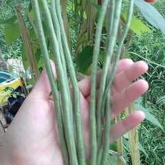 A picture of Tumis Kacang Panjang Organik.