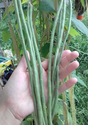 Foto resep Tumis Kacang Panjang Organik