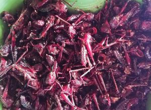 Foto resep Walang (belalang) goreng gurih krispi