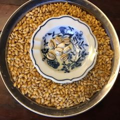 A picture of California Farm Barley Sprouts.