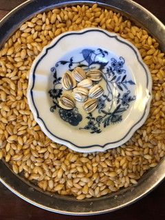 A picture of California Farm Barley Sprouts.