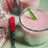 Silky Puding Puyo