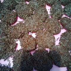 Nugget coklat রেসিপির প্রধান ছবি