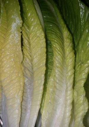 عکسی از دستور سس متفاوت کاهو سرکه