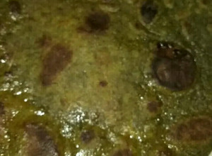 A picture of Palak Roti.