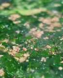 Canh rau dền + mùng tơi