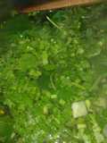 Sopa de hierba mora (Macuy) 🍃🌱