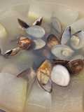 Winter Melon and Clam Soup