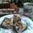 Cream Cheese Brownies