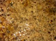 A picture of aloo pyaz ka paratha