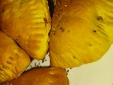 پیراشکی مرغ زعفرونی