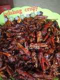 Belalang crispy