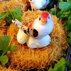 A picture of Potato nest 😍.
