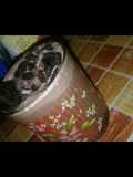 Milkshake oreo ice cream flavor