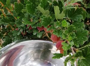 Foto di Confettura di uva spina per formaggi stagionati