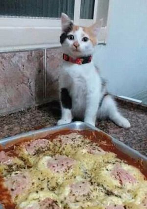 Una foto de Fideos con queso al horno