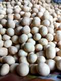 Kacang telur, Atom atau Sukro