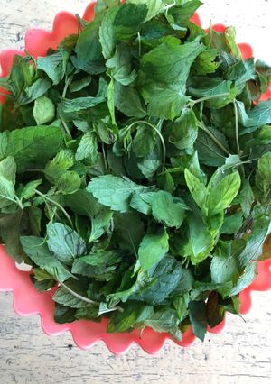 તાજો ફુદી નો(Fresh Pudina recipe in gujarati) રેસીપી મુખ્ય ફોટો