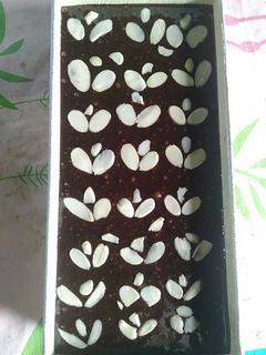 Foto resep Brownis Panggang 2 telur