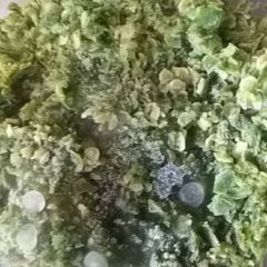 A picture of Hari mirch paste.