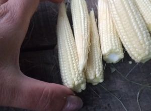 Una foto de Muñequitas (choclitos) en vinagre