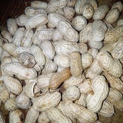 Dafaffiyar gyada (Boiled groundnut) A picture of Dafaffiyar gyada (Boiled groundnut).
