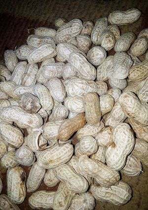 A picture of Dafaffiyar gyada (Boiled groundnut).