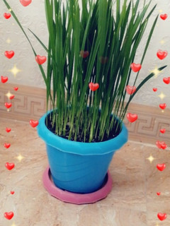 عکسی از دستور سبزه عید هسته خرما🦥