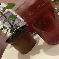 موهيتو توت ……🖤-レシピのメイン写真