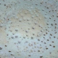 A picture of Easy dosa.
