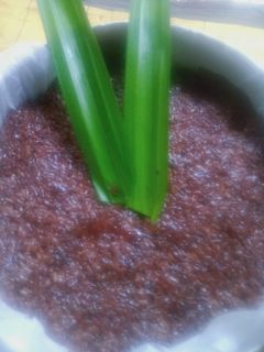 Foto resep Wajik ketan hitam